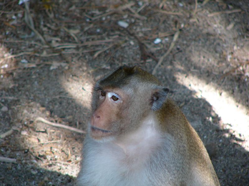 Cute monkeys
