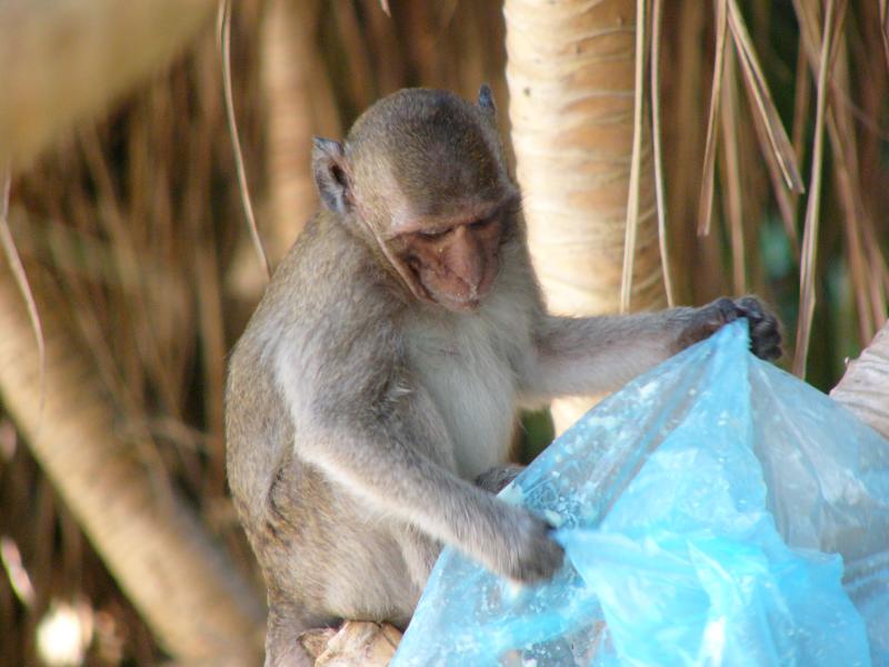 Juvenile plays with plastic