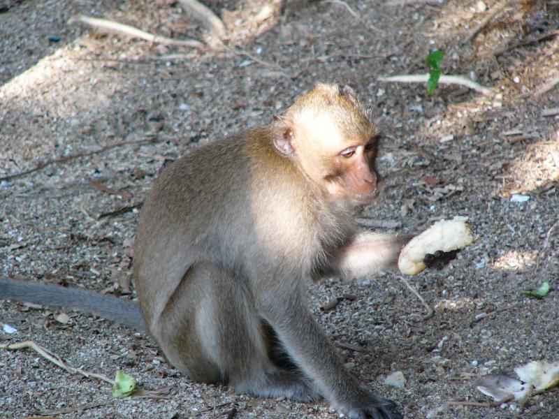 Scrounging for food
