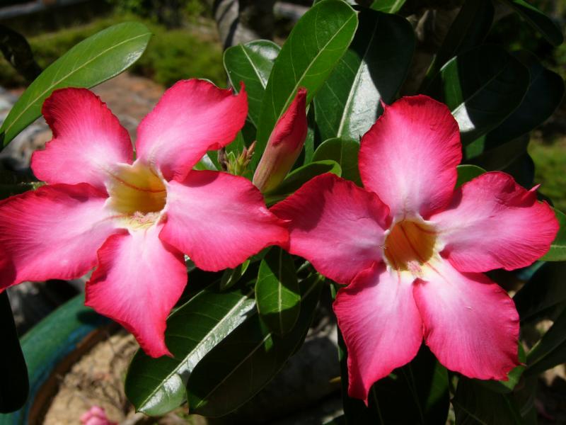 Orchid