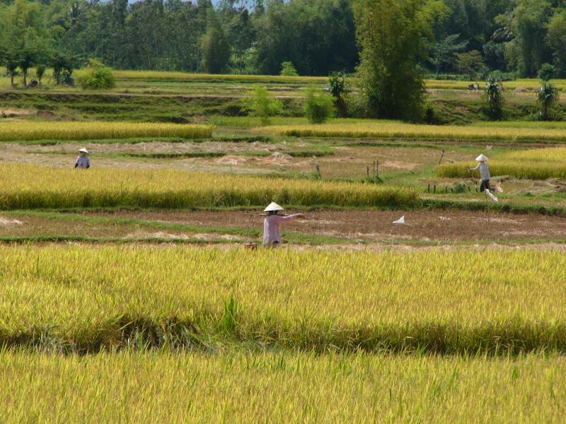 Harvest time in the rice fields