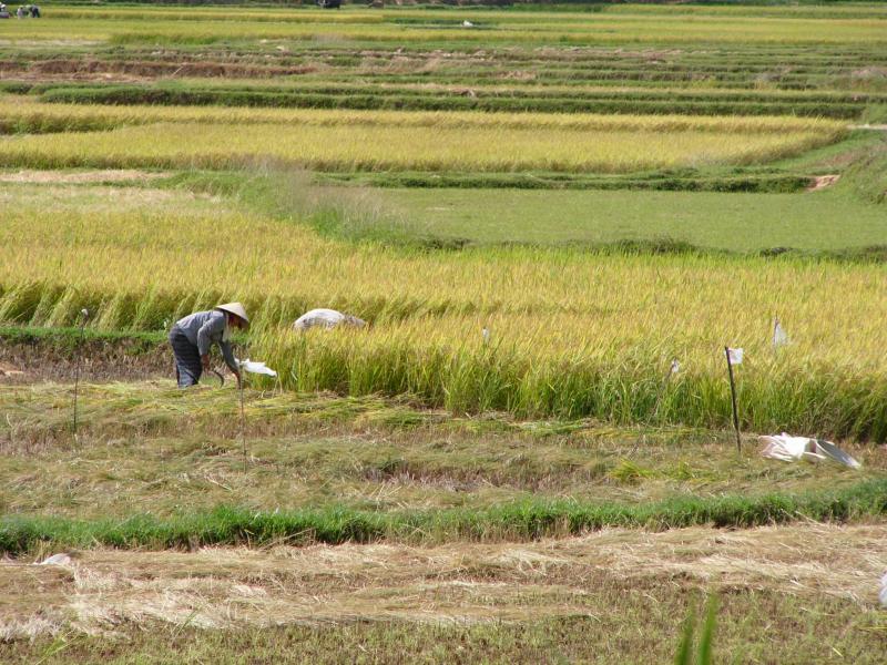 Harvest time in the rice fields