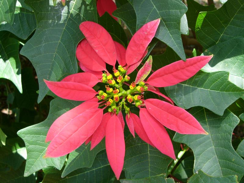 Poinsetta