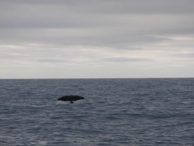 Sperm Whale's fluke
