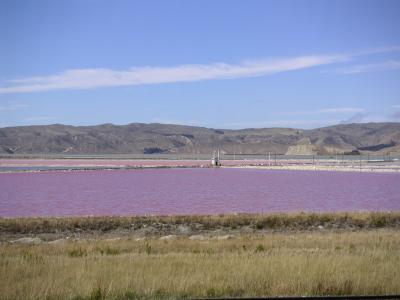 Pink saltflats