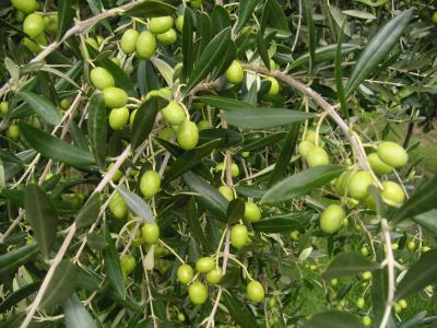 Waiheke Island olives