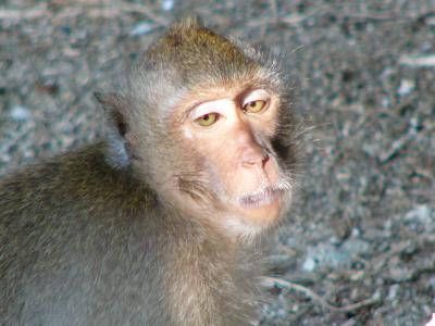 Monkey Island