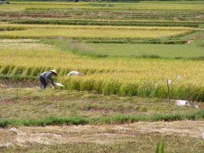 Harvest time in the rice fields