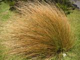 Tussock