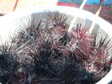 Fresh caught sea urchins