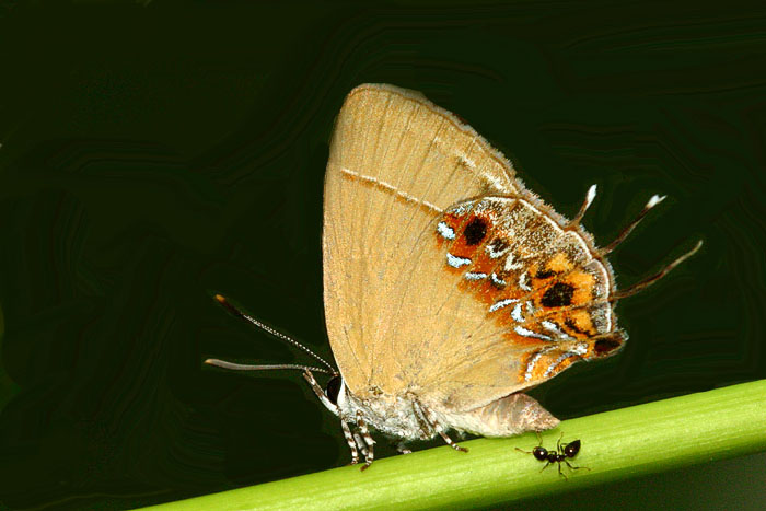 CRW_9616a.jpg
