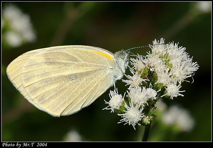 F毻 Indian Cabbage White (Pieris canidia)