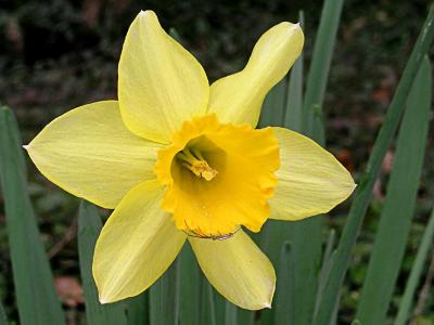 Daffodil