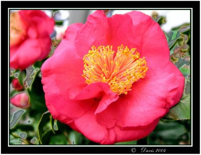 Camellia