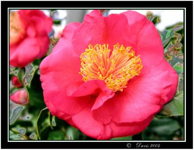 Camellia