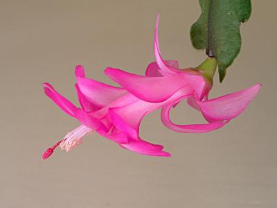 Cactus bloom macro