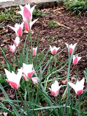 Specie Tulip - Lady Jane