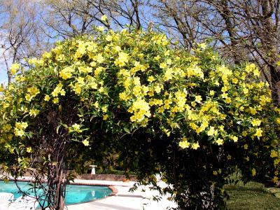 Carolina Jessamine