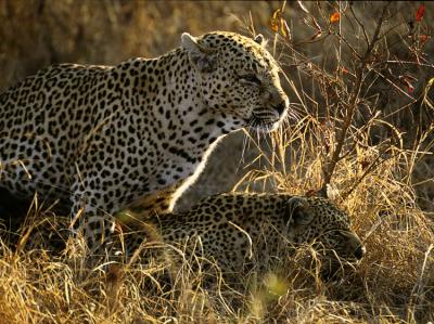 Mating Leopards - Sabi Sand 2002