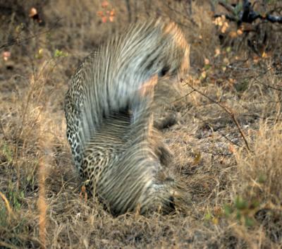 Mating Leopards - Sabi Sand 2002