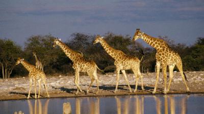 Etosha Park 1997