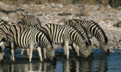 Etosha Park 1997