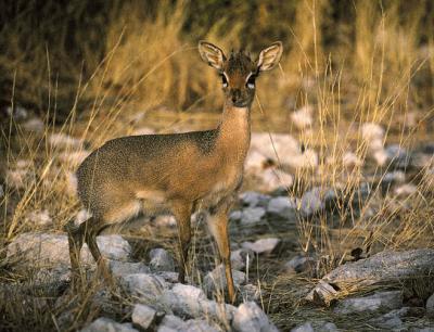 Etosha Park, 1997