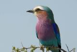 Kruger Park - Lilac Breasted Roller