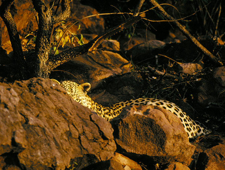 Okonjima, Namibia, 1997