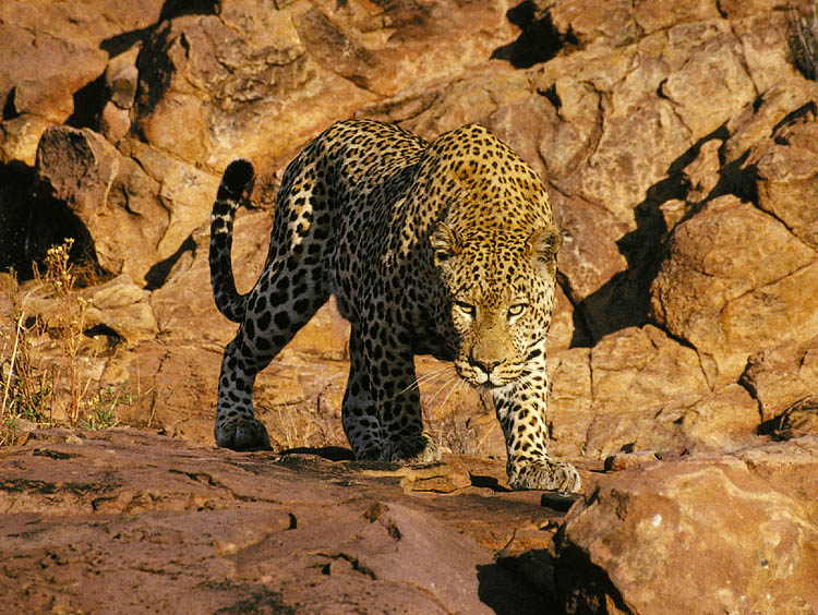 Okonjima, 1997
