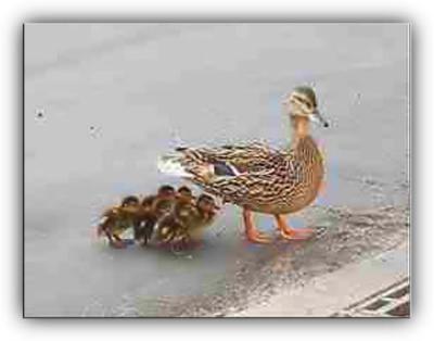 DucksFramedA.jpg