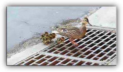 DucksFramedB.jpg