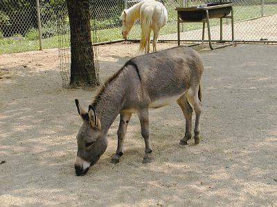 Donkey or Burro.jpg(202)