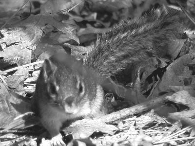 Chipmonk closeup.jpg(266)