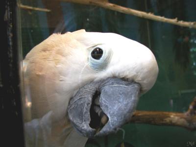 Macaw's and other zoo birds