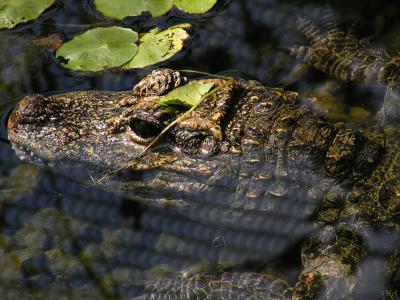 Japanese gator or croc.jpg