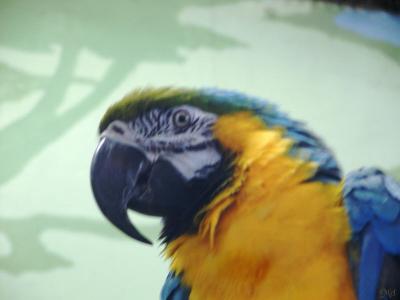 Macaw close up.jpg(238)