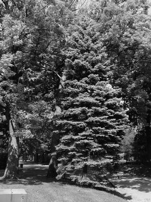 Pine in the park.jpg(422)