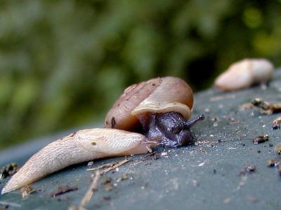 Snail-slug.jpg