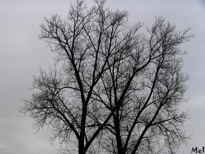 Look A tree up in the sky.jpg(101)