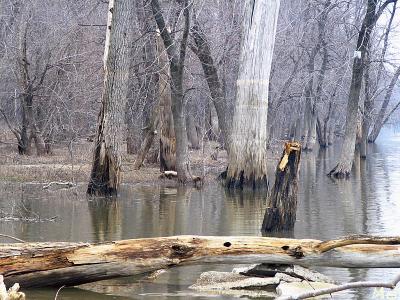 Flood line on the trees.jpg(236)