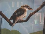 Bird.jpg(143)