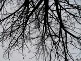 No its not up-side down its an overhead view.jpg(112)
