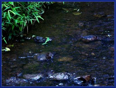 Riverbed ~ by Veronica
