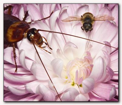 u41/mtf_foto_studies/medium/33201116.P5510roachandbeeonflower.jpg
