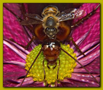 Bee-auty on Beast on Beauty by John down under