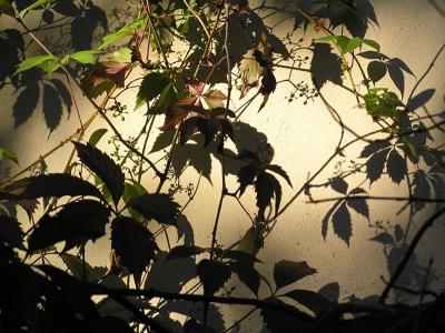 Sun & Shadow * by Doris Baillet