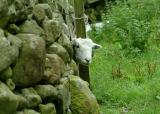 Where are ewe?? - niamh