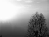 Lone Tree by Michael Lampi
