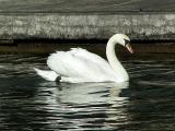 Lone Swan - photoman